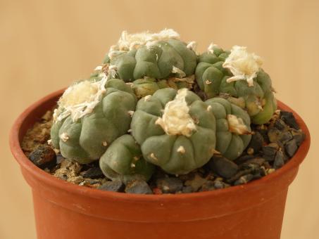 Lophophora williamsii % 