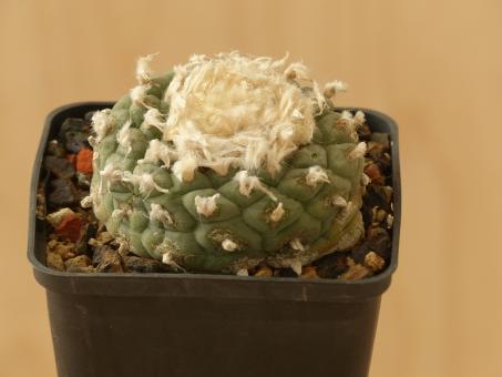 Lophophora williamsii % 