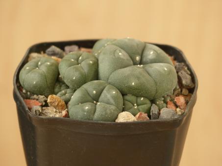 Lophophora williamsii % n. of Saltillo, MEX57 km 35, Coah, MEX 