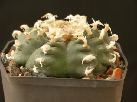 Lophophora williamsii % VZD020 Ejido La Soledad, NL, MEX 