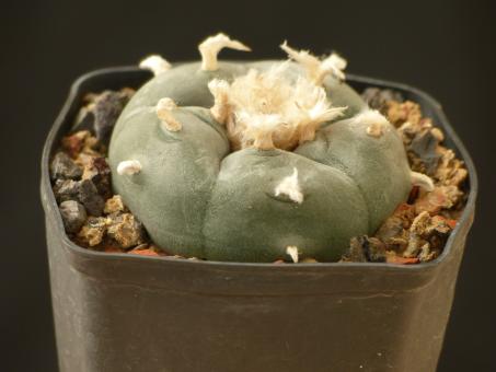 Lophophora williamsii v. texana % 