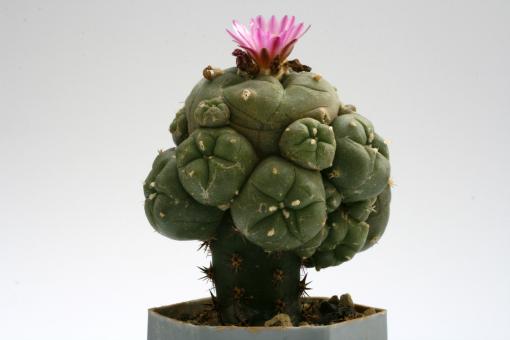 Lophophora williamsii % Huizache, SLP, MEX 