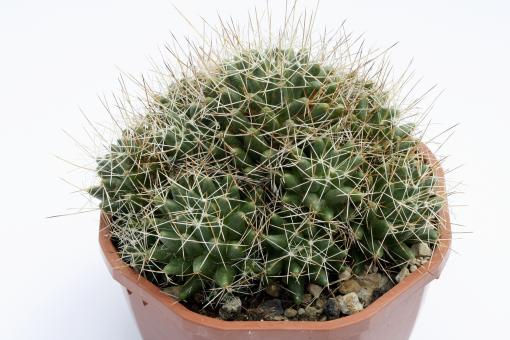 Mammillaria camptotricha v. albescens 
