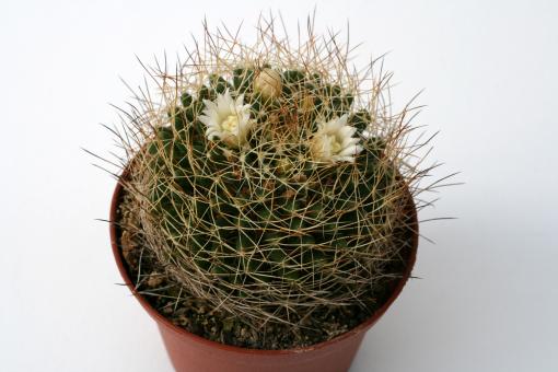 Mammillaria albescens 