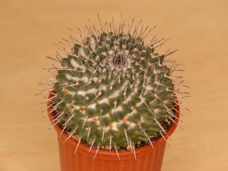 Mammillaria amajacensis 