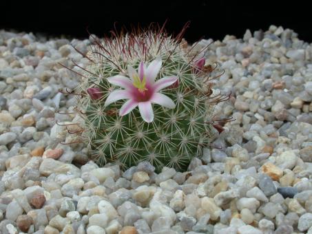 Mammillaria angelensis 