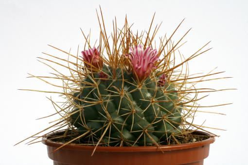 Mammillaria apozolensis ssp. saltensis 