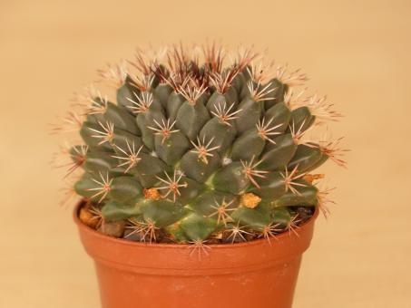 Mammillaria applanata 