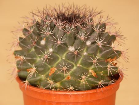 Mammillaria applanata 