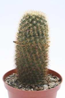 Mammillaria aureispina 