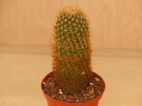 Mammillaria aureispina 