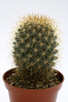 Mammillaria aureispina v. albiflora 