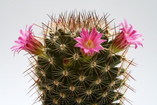 Mammillaria backebergiana 