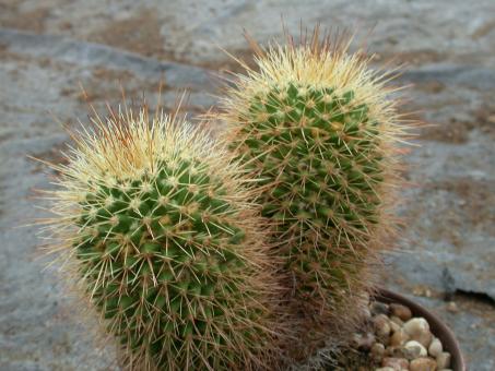 Mammillaria beiselii Arteaga, Michoacán, MEX 