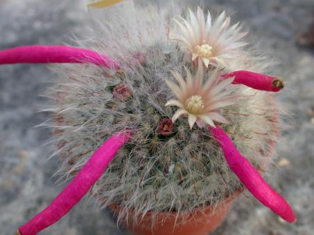 Mammillaria bocasana Rep1232 