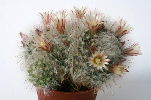 Mammillaria bocasana cv. Multilanata 