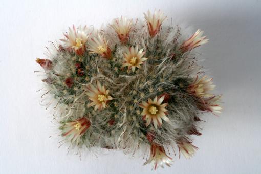 Mammillaria bocasana cv. Multilanata 