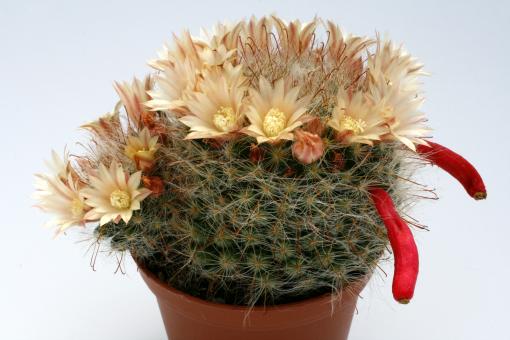 Mammillaria bocasana Rep1232 Metzquitic, SLP, MEX 