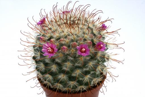 Mammillaria bombycina 