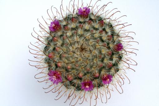 Mammillaria bombycina 