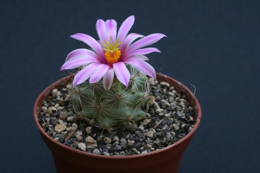 Mammillaria boolii 