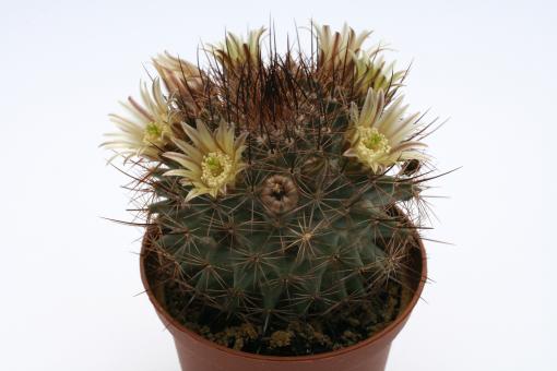 Mammillaria brandegeei v. gabbii 