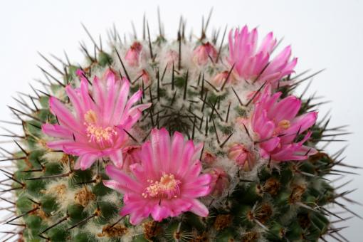 Mammillaria bravoae 