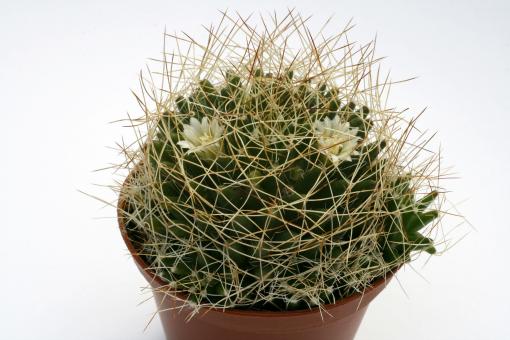 Mammillaria camptotricha v. albescens 