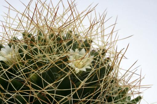 Mammillaria camptotricha 