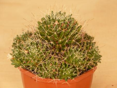 Mammillaria camptotricha 