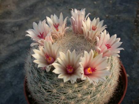 Mammillaria candida 