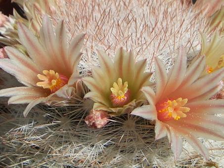 Mammillaria candida 