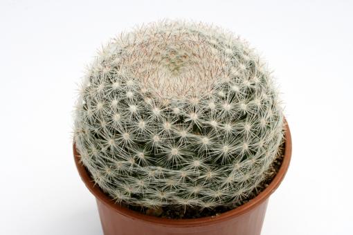 Mammillaria candida 