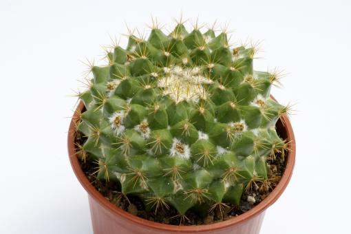 Mammillaria canelensis 