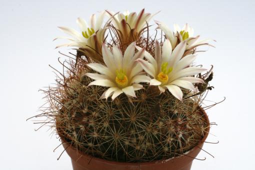 Mammillaria carretii 