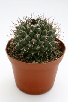 Mammillaria carnea SB366 s. Tehuacan, Pue, MEX 