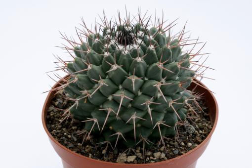 Mammillaria carnea Zinacatepec, Calipam 
