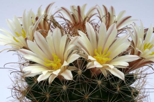 Mammillaria carretii 