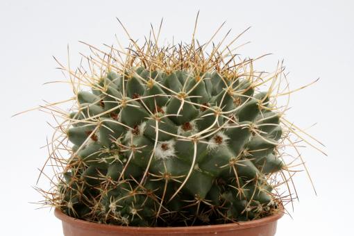 Mammillaria centralifera Rep1140 Arroyo Seco, Qro, MEX, 1100m 