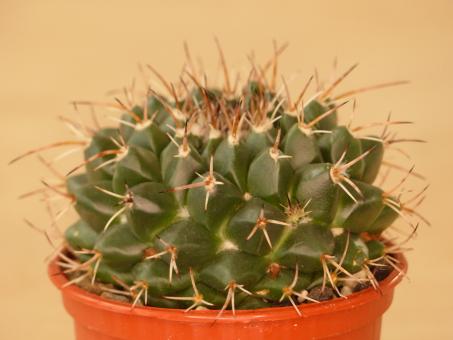 Mammillaria centricirrha v. glauca 