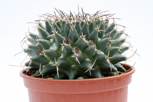 Mammillaria cirrhifera 