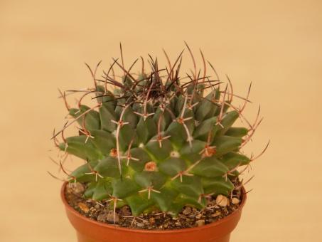 Mammillaria cirrhifera 