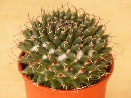 Mammillaria cirrhifera 