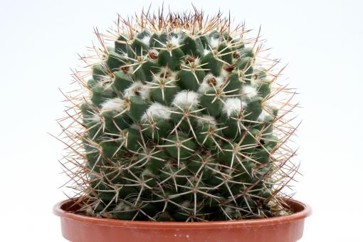 Mammillaria collinsii 
