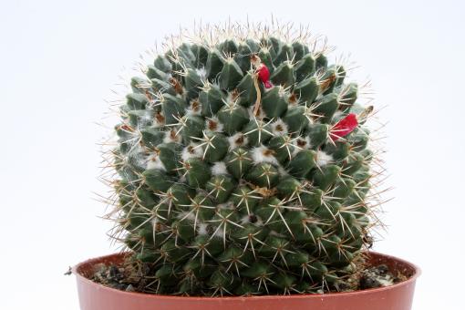 Mammillaria collinsii v. chiapas 