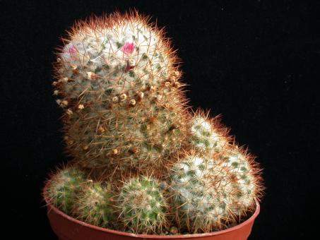 Mammillaria columbiana 