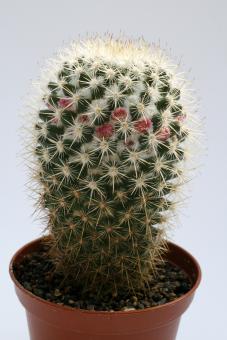 Mammillaria columbiana 