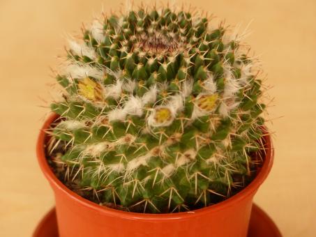 Mammillaria confusa 