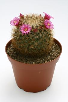 Mammillaria crassior 