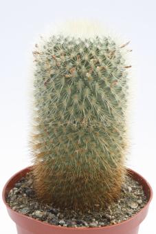 Mammillaria crassior FO273 Tepoztlan, Morelos, MEX 